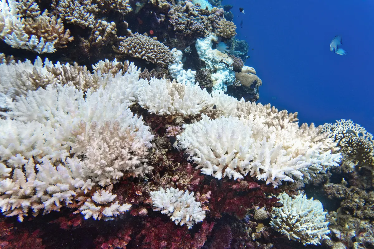 Bleached Acropora corals on a reef