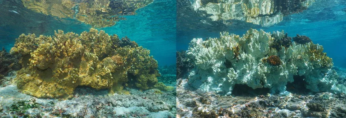 Coral bleaching comparison: healthy vs bleached