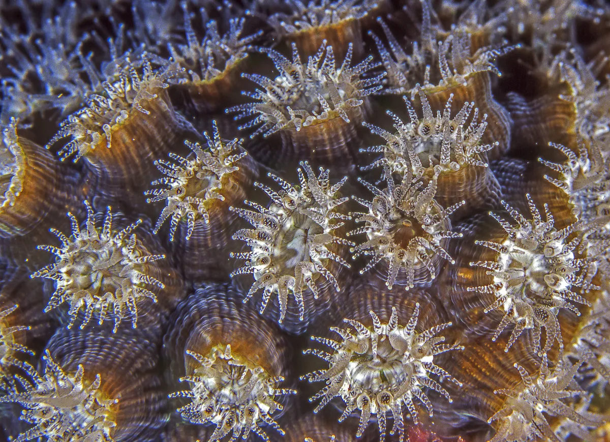 Coral polyps extended at night