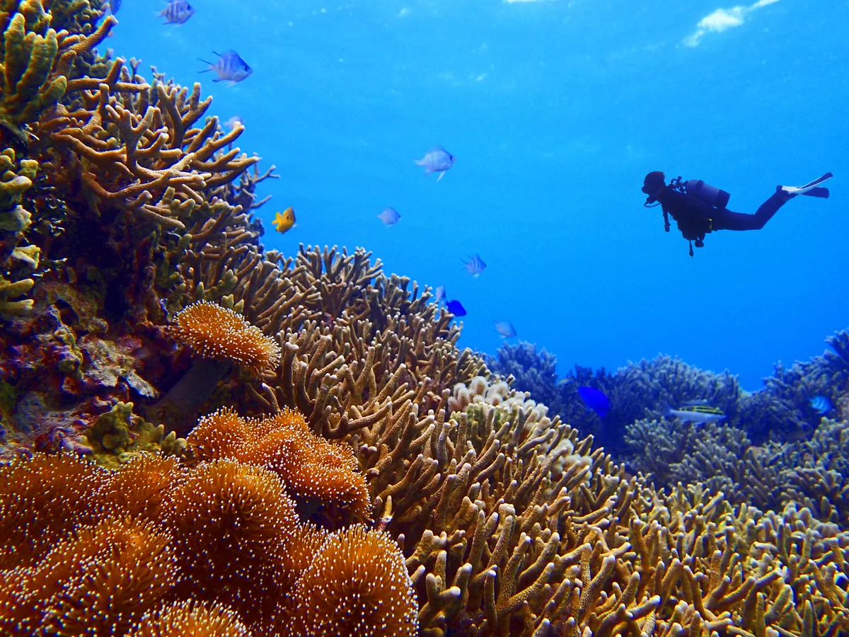Coral reef ecosystem with diver