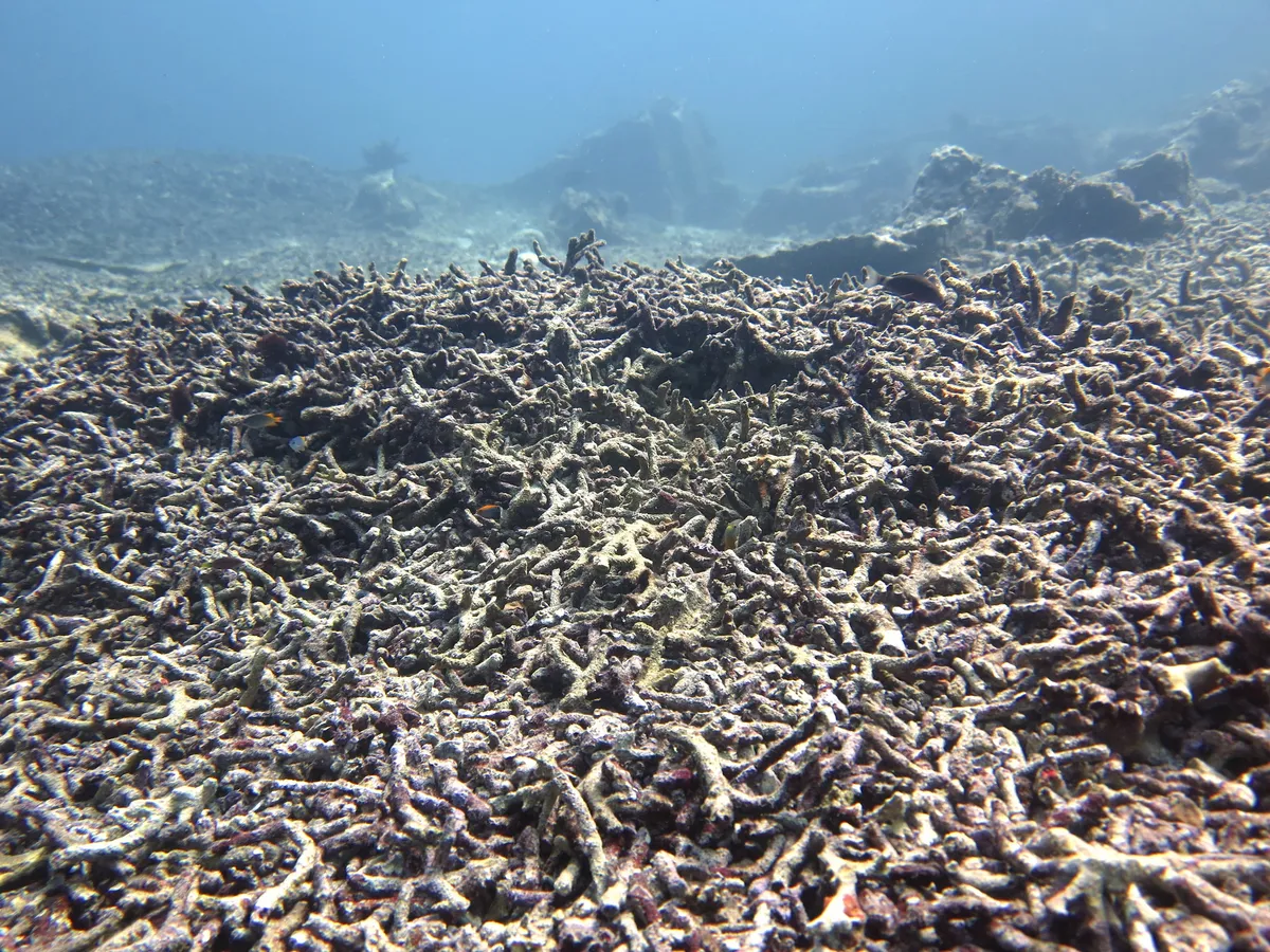 Dead coral rubble covered with algae