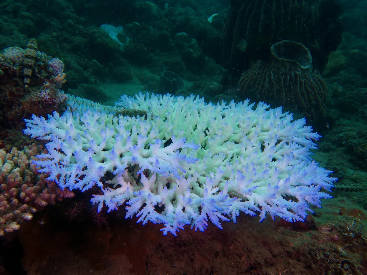 Fluorescent bleaching coral with blue-purple tips