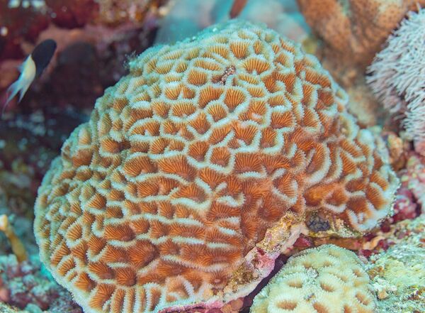 Goniastrea pectinata