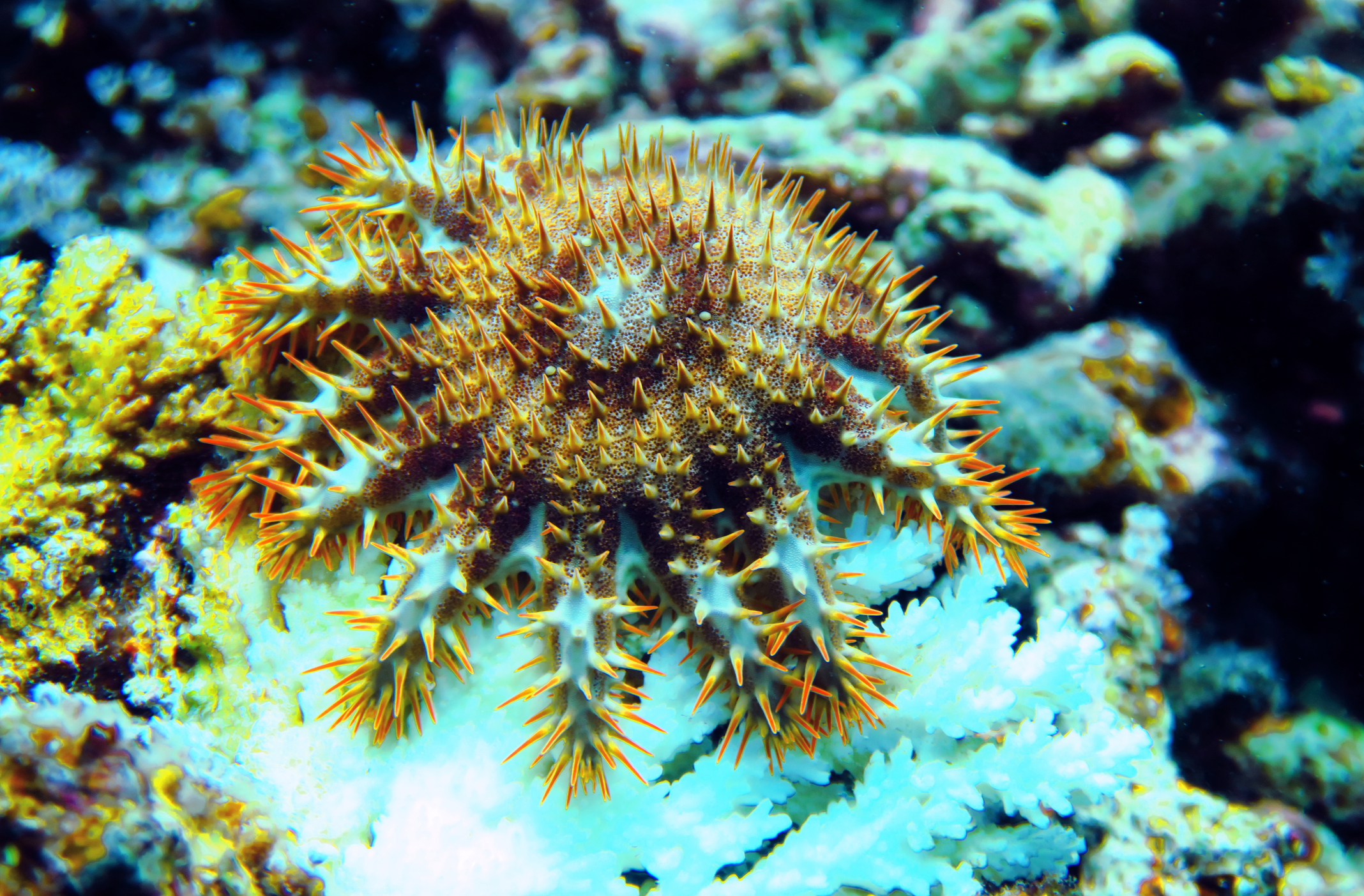 Crown-of-thorns starfish (Acanthaster planci) on coral reef